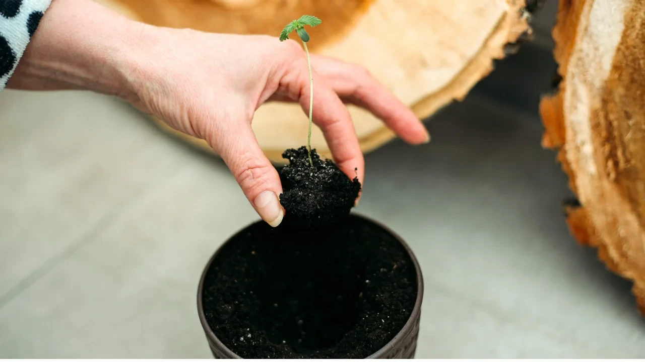 Always wash your hands or use sterile gloves before transplanting to reduce the risk of shock.